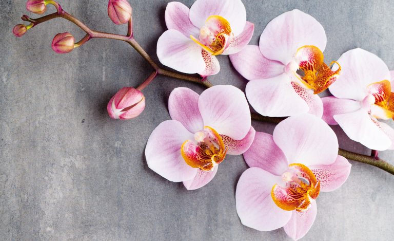 Exotické orchidey: Ako dopestovať bohato kvitnúce rastliny?