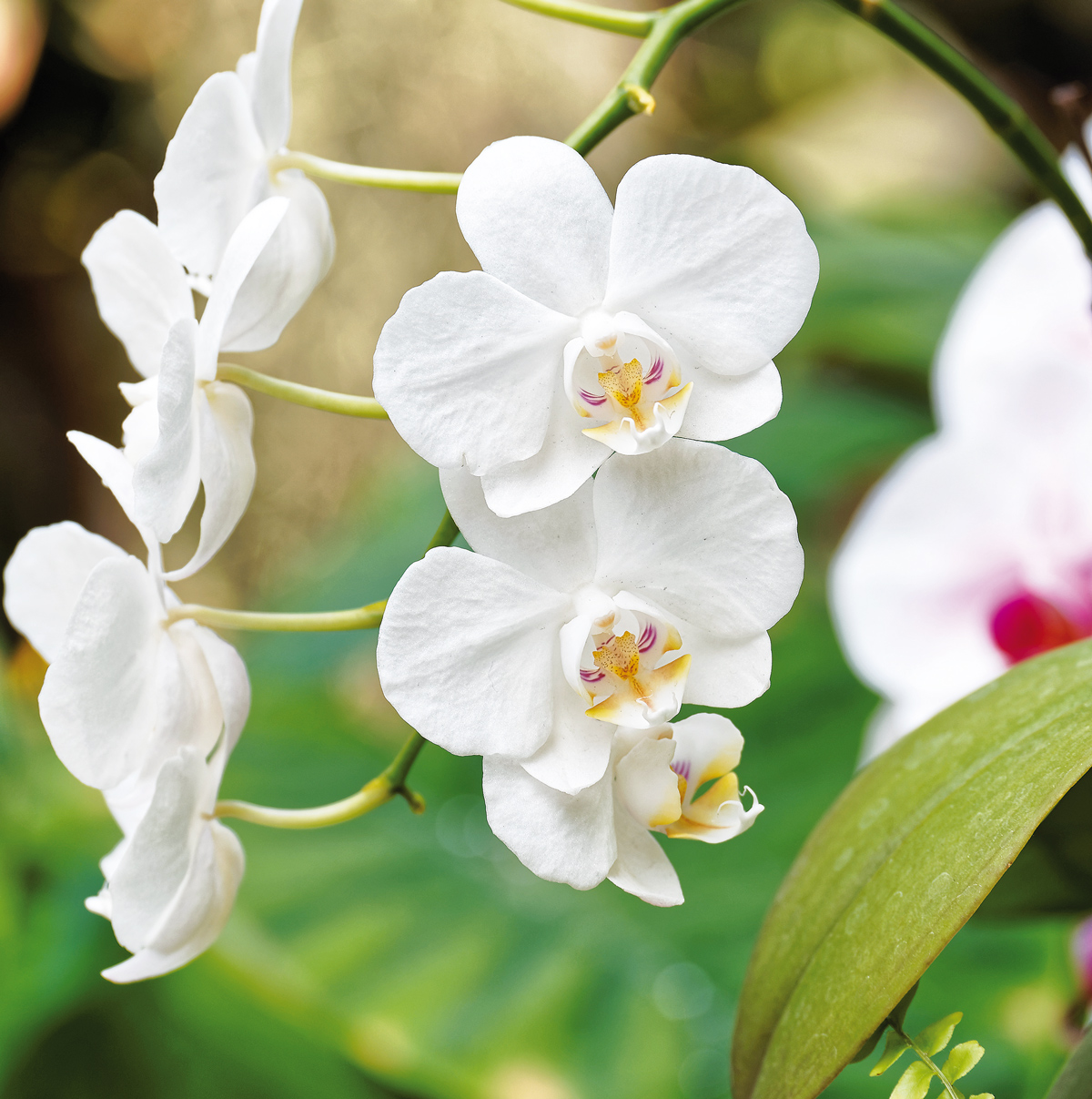 biela orchidea