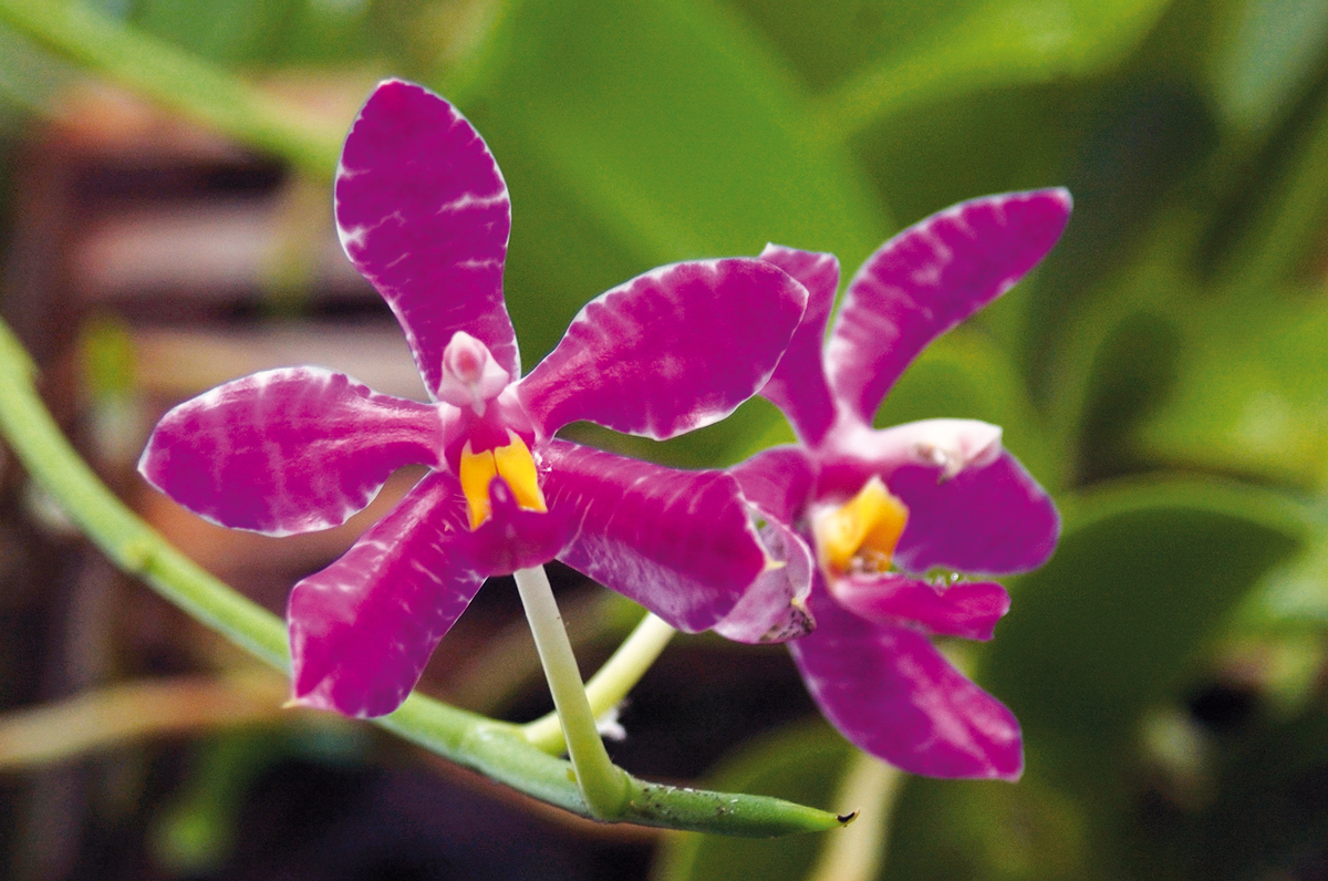 kvitnúca orchidea