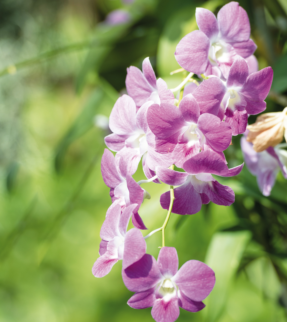 kvitnúce orchidey