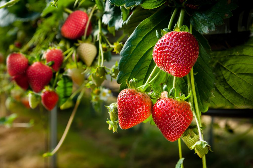 Záhradný poradca: Kedy sadiť jahody a ako správne rezať maliny?