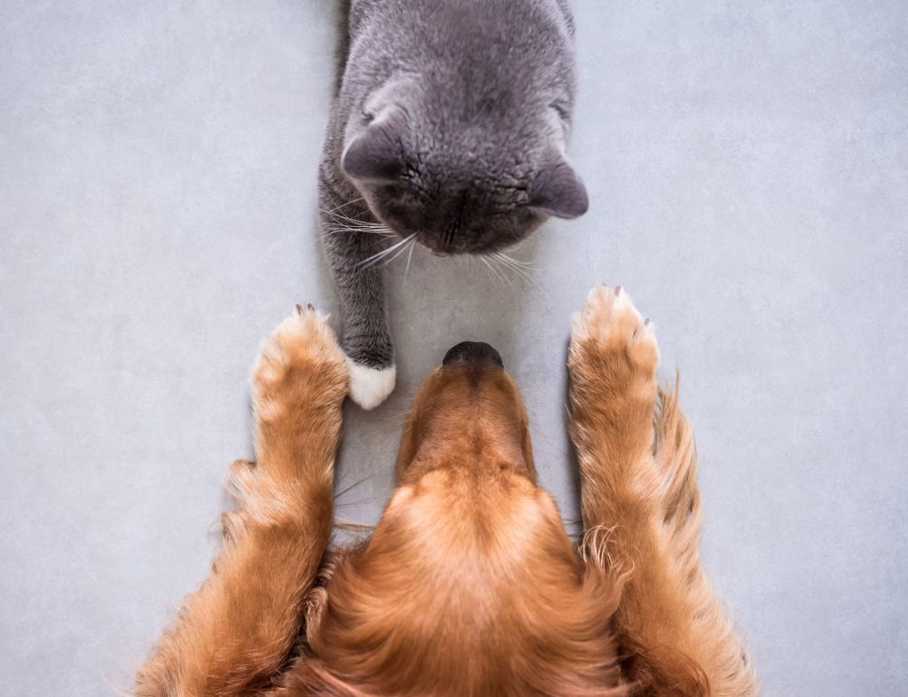 Ako odstrániť šetrne a ekologicky zvieracie chlpy z koberca: pes a mačka na podlahe