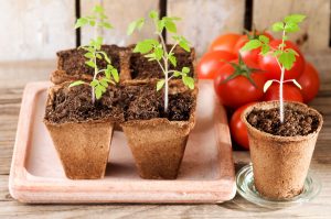Vysievame paradajky: Kedy začať a ako sa o vysiate semienka starať ?