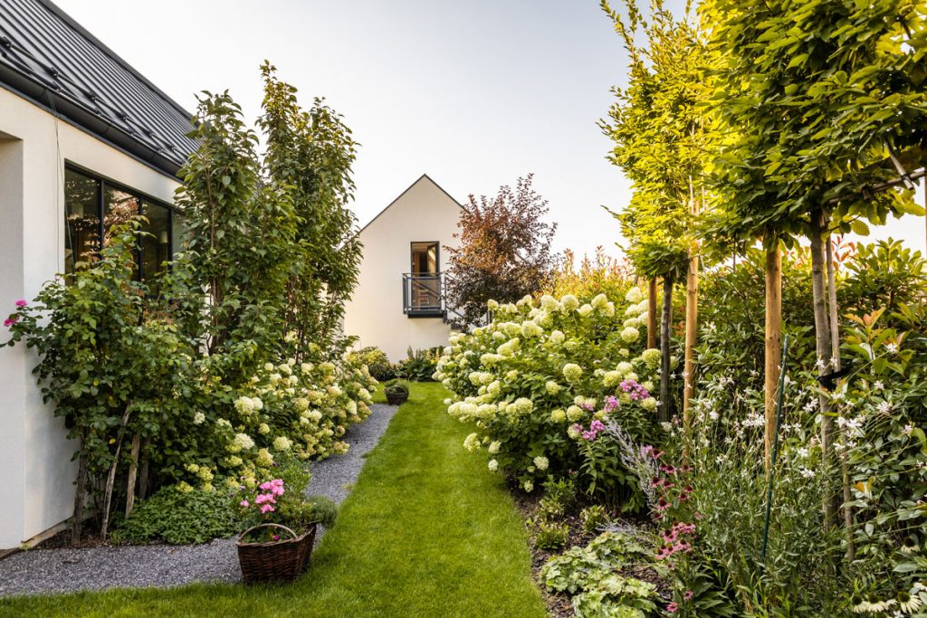 rodinný dom s vidieckou záhradou s okrasnými záhonmi z ruží, sakury a hortenzií, trávnikom a živým plotom z hrabu