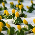 Tavolíny kvitnúce spod snehu