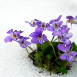 Fialové fialky kvitnúce v snehu
