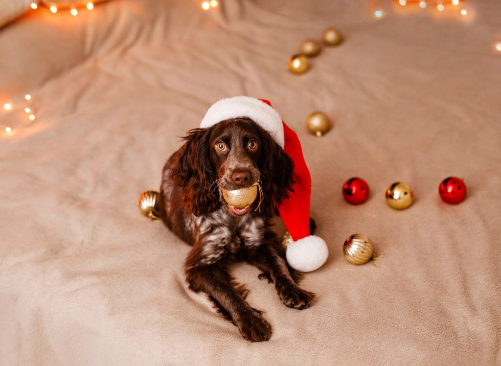 Pes s vianočnou guľou v papuli