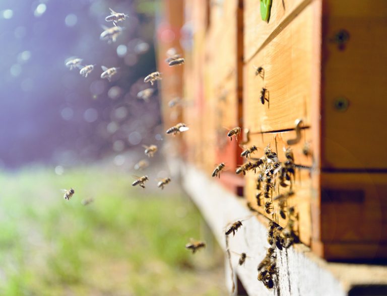 Existuje záhradný postrek, ktorý neškodí včelám? A aké zásady dodržiavať pri jeho aplikácii?