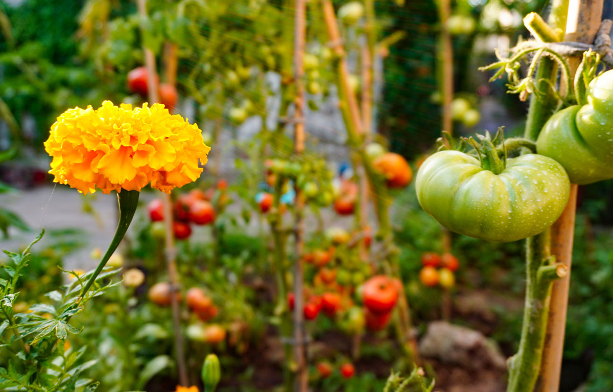 Aksamietnica a paradajky v permakultúrnej záhrade