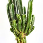 Kaktus stĺpovitý
