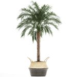 Datľová palma