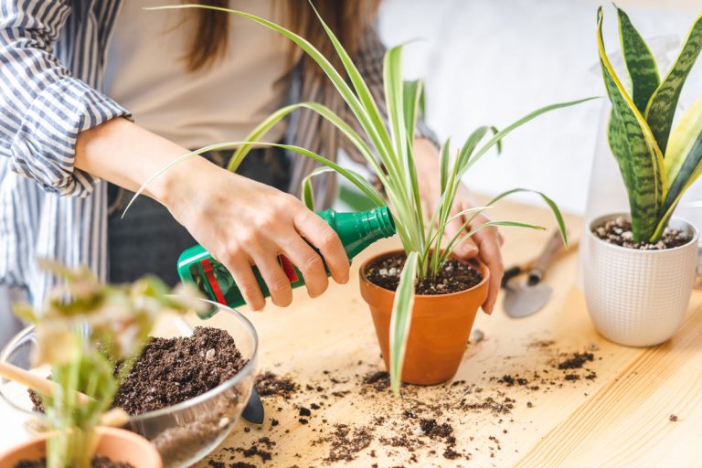 Aj izbové rastliny potrebujú pravidelný prísun živín. Aké hnojivo vybrať, a ako ho použiť?