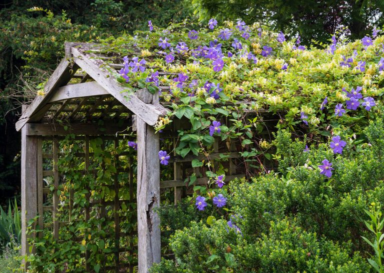 Steny, treláže a ploty môžu byť aj v tienistých záhradách plné peknej zelene, len si treba zvoliť správne druhy