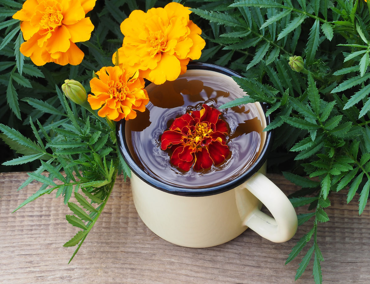 Kvety aksamietnice a čaj z aksamietnice