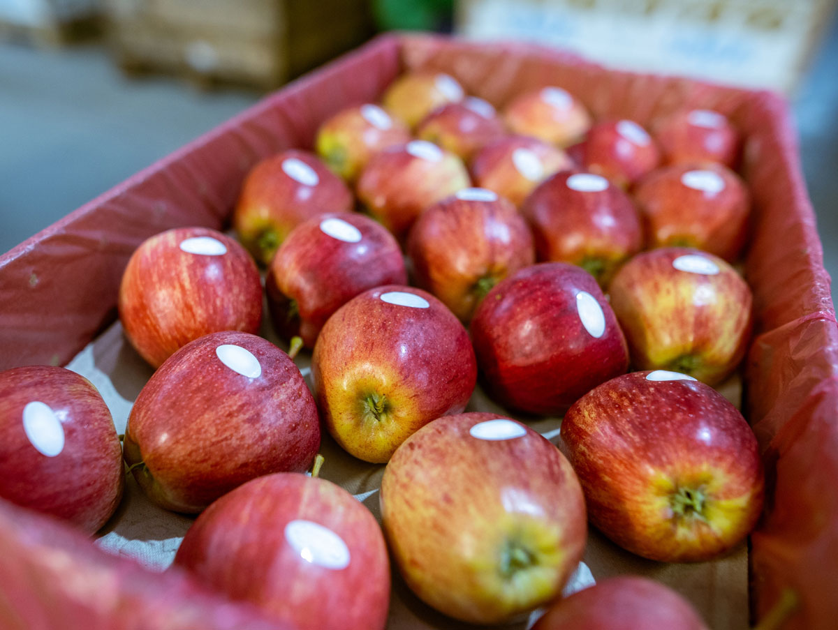 Jablká s nálepkami v bedničke