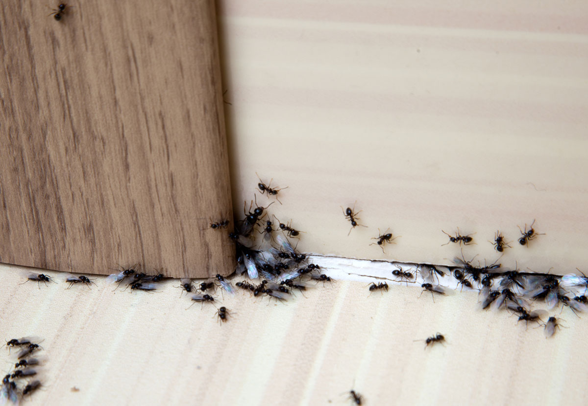 Mravce na podlahe pri stene