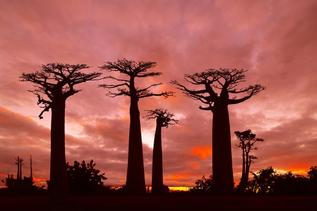 Neobyčajný baobab vás naučí trpezlivosti. Ako si ho vypestovať od semienka až po stromček?