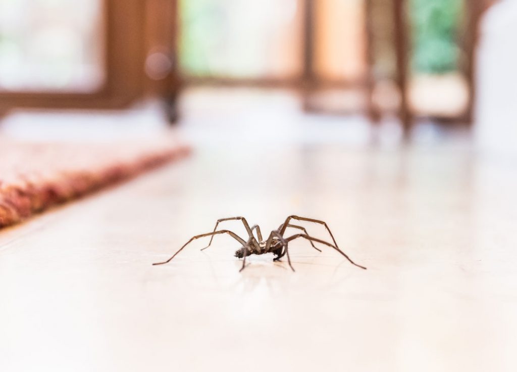 Sťahujú sa k vám domov pavúky? 10 tipov, ako dať ich neželaným návštevám stopku
