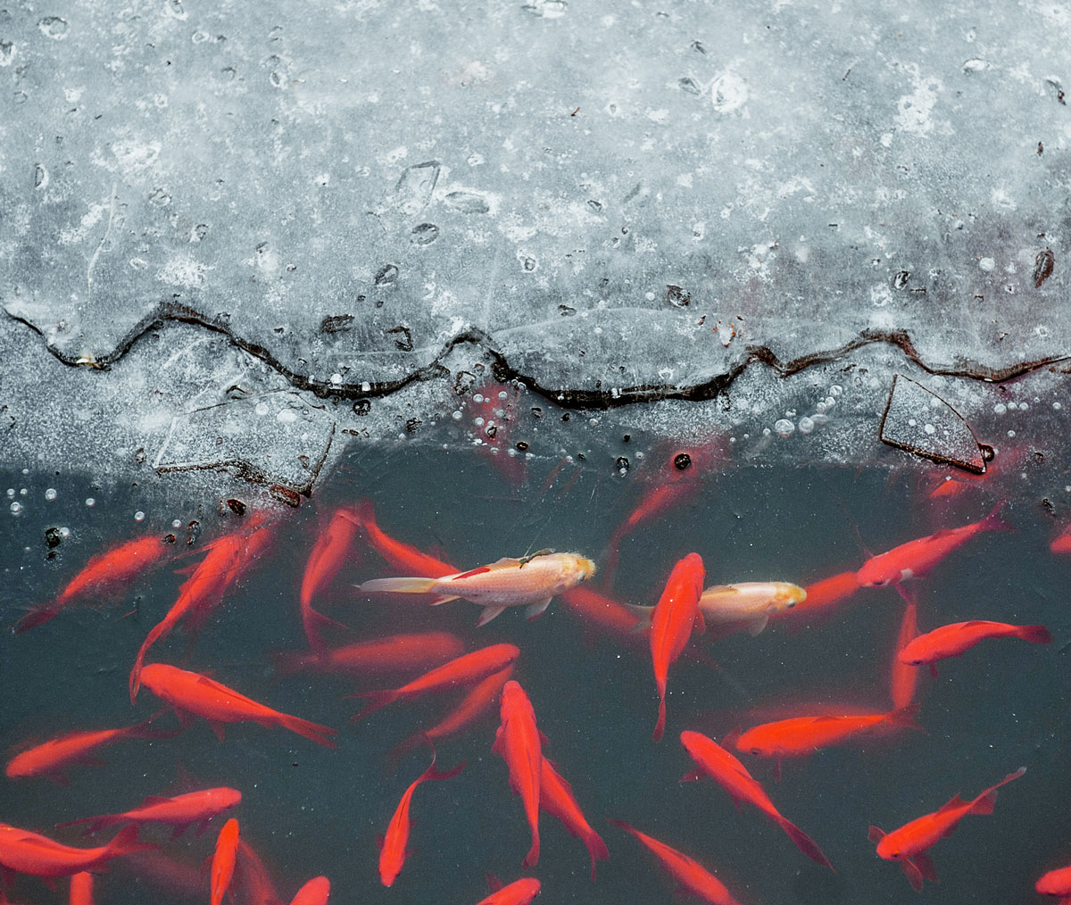 Ryby v zamrznutom jazierku