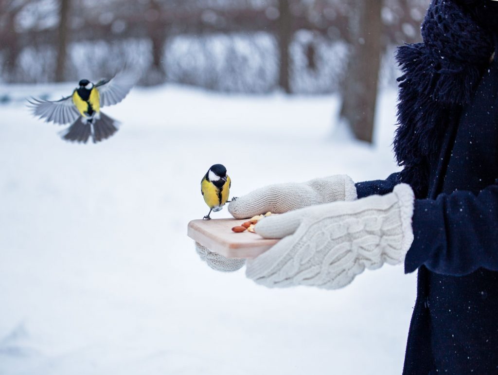 Viete, čím kŕmiť vtáky počas zimy? Toto je 10 osvedčených krmív, s ktorými im prídete na chuť