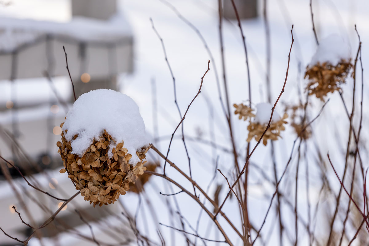 Odkvitnutá hortenzia zakrytá snehom