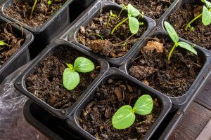 Prvé jarné výsevy: Ako podporiť klíčenie semien? Vyskúšajte tieto tipy a triky