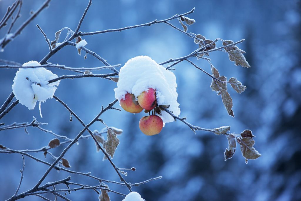Čo s jablkami na stromoch, ktoré sme pred zimou nezozbierali? Treba ich odstrániť?