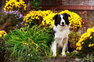 Môžu žiť pes a záhrada v symbióze? Ako skoncovať s hrabaním psa v záhonoch či podhrabávaním plota?