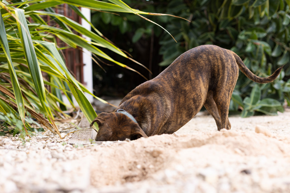 pes hrabe dieru pri záhradnom záhone
