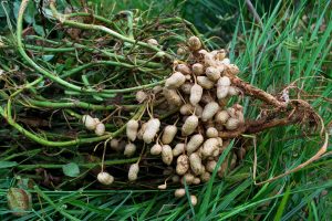 Prečo arašidy nepatria medzi orechy, a ako si dopestovať vlastnú úrodu?