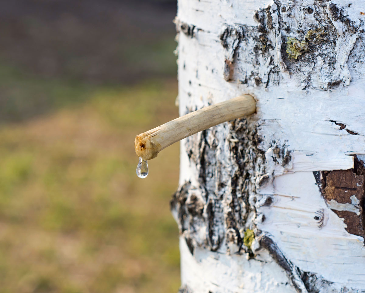 Získavanie brezovej šťavy z kôry stromu