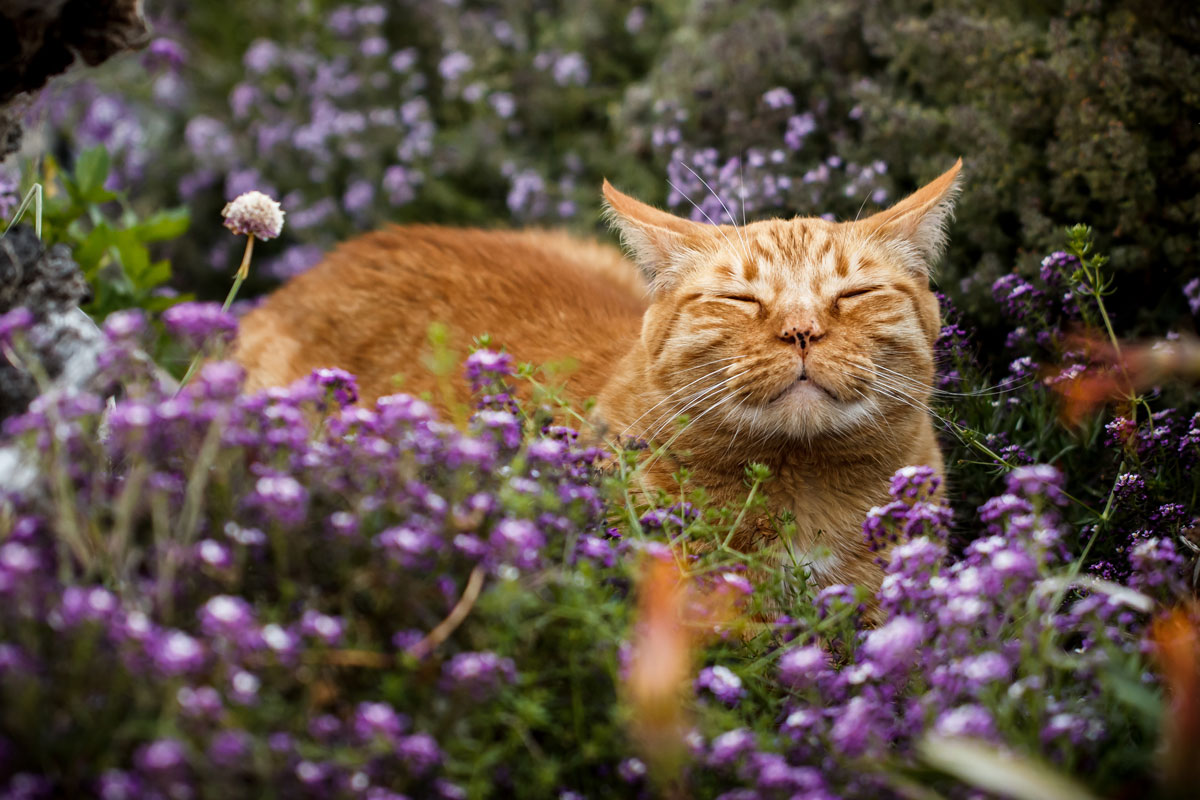 mačka v záhrade v kvetinovom záhone