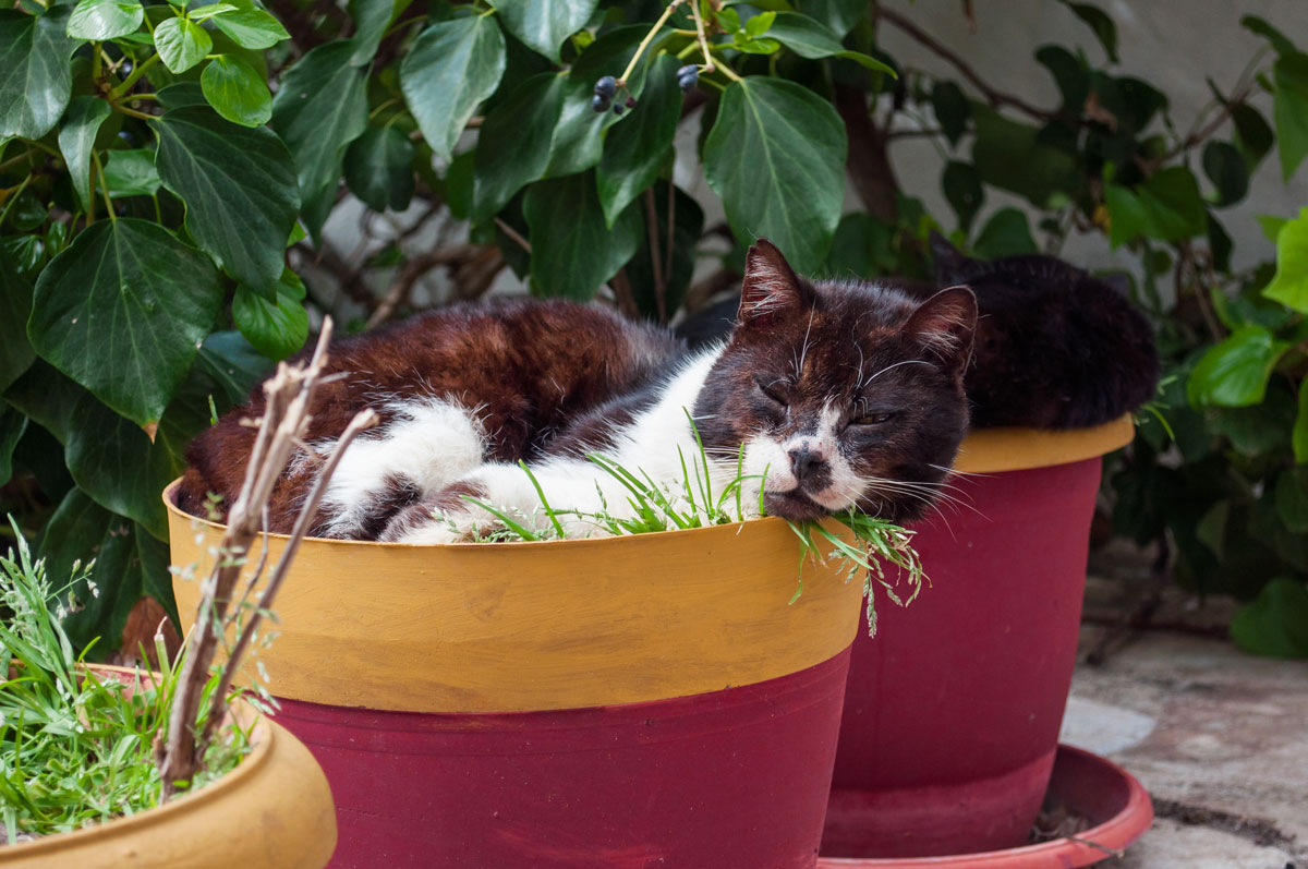 Mačka v záhradnom kvetináči