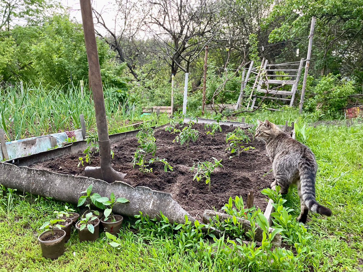 Mačka pri zeleninovom záhone