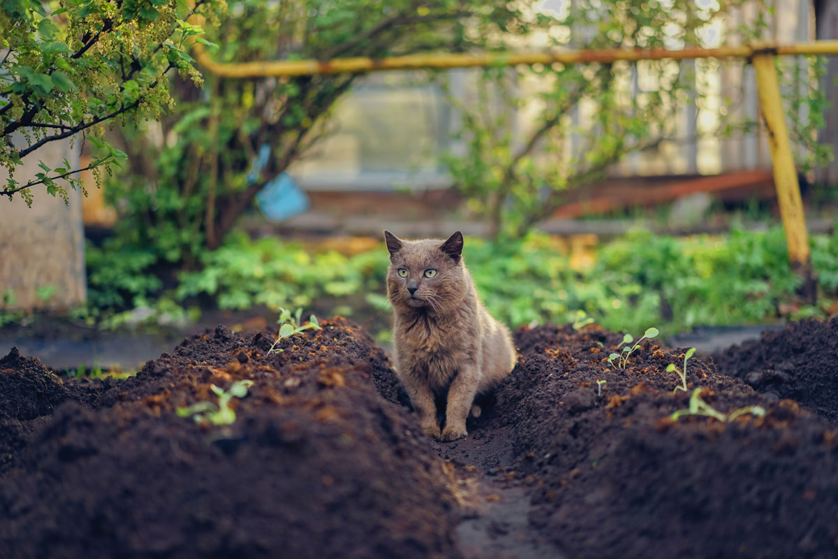 mačka v záhrade