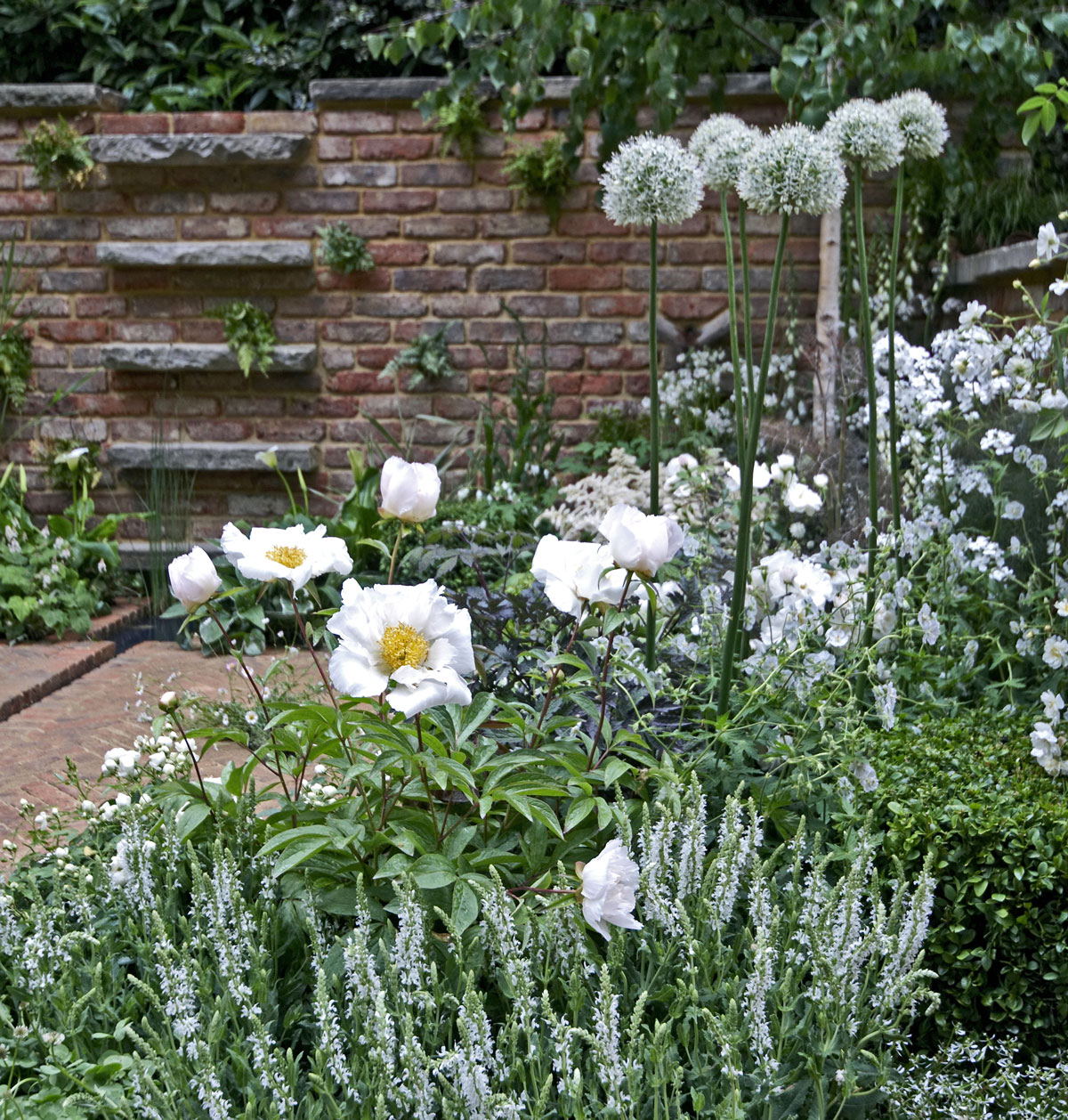 Pivonky v modernej záhrade