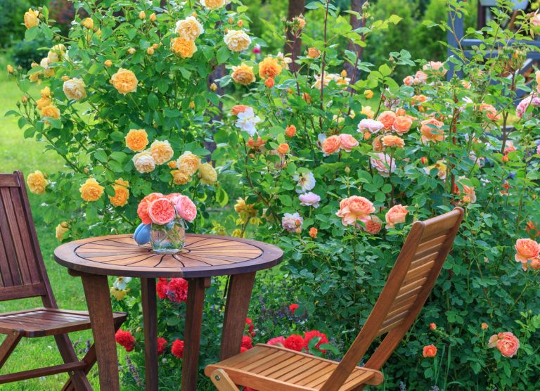Aby ruže netrpeli na hubové ochorenia, dajte pozor ako ich polievate! Čo musíte ešte vedieť o ich pestovaní?