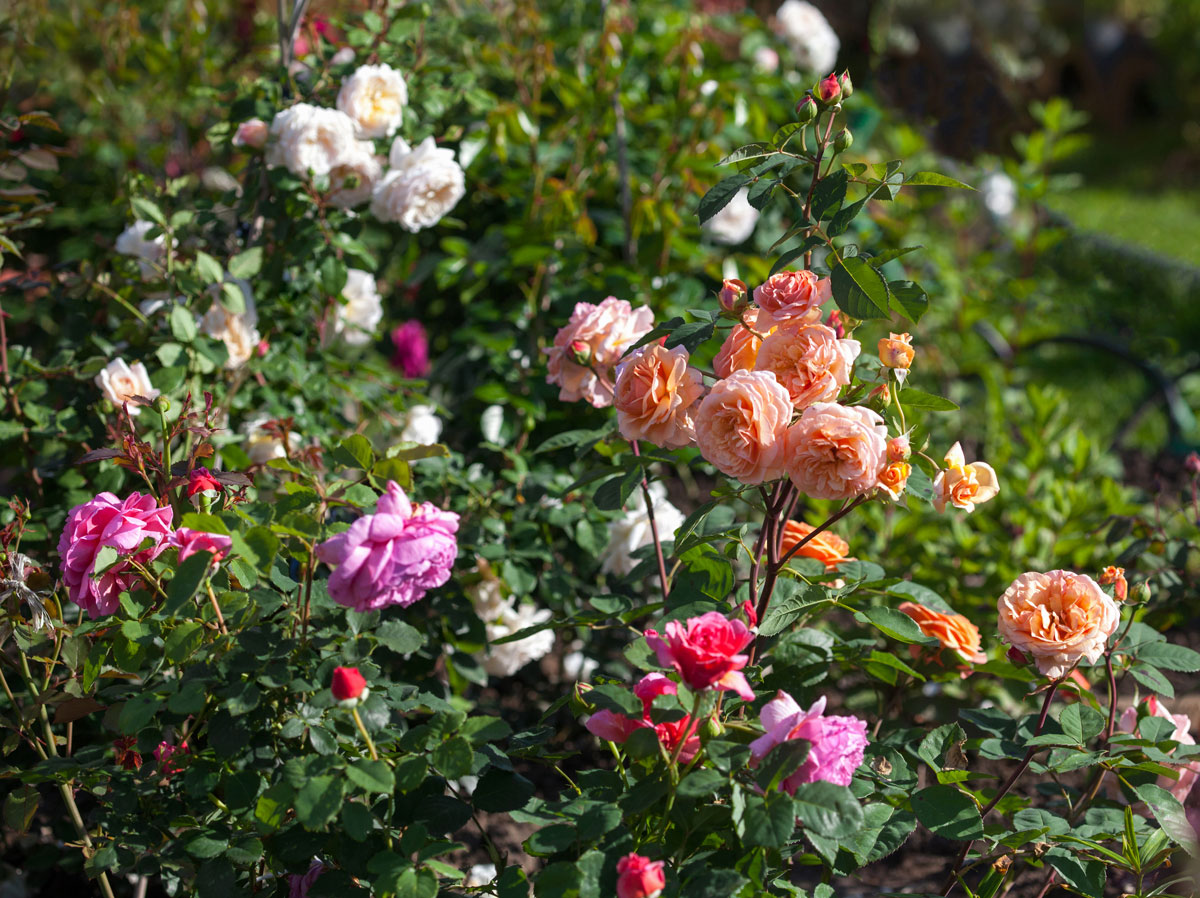 rôznofarebné ruže v záhrade