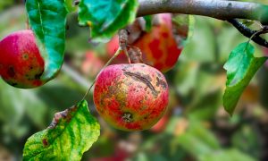 Špatí úrodu jabĺk chrastavitosť? Chémiu nezháňajte, toto sú tri opatrenia, ako jej predídete