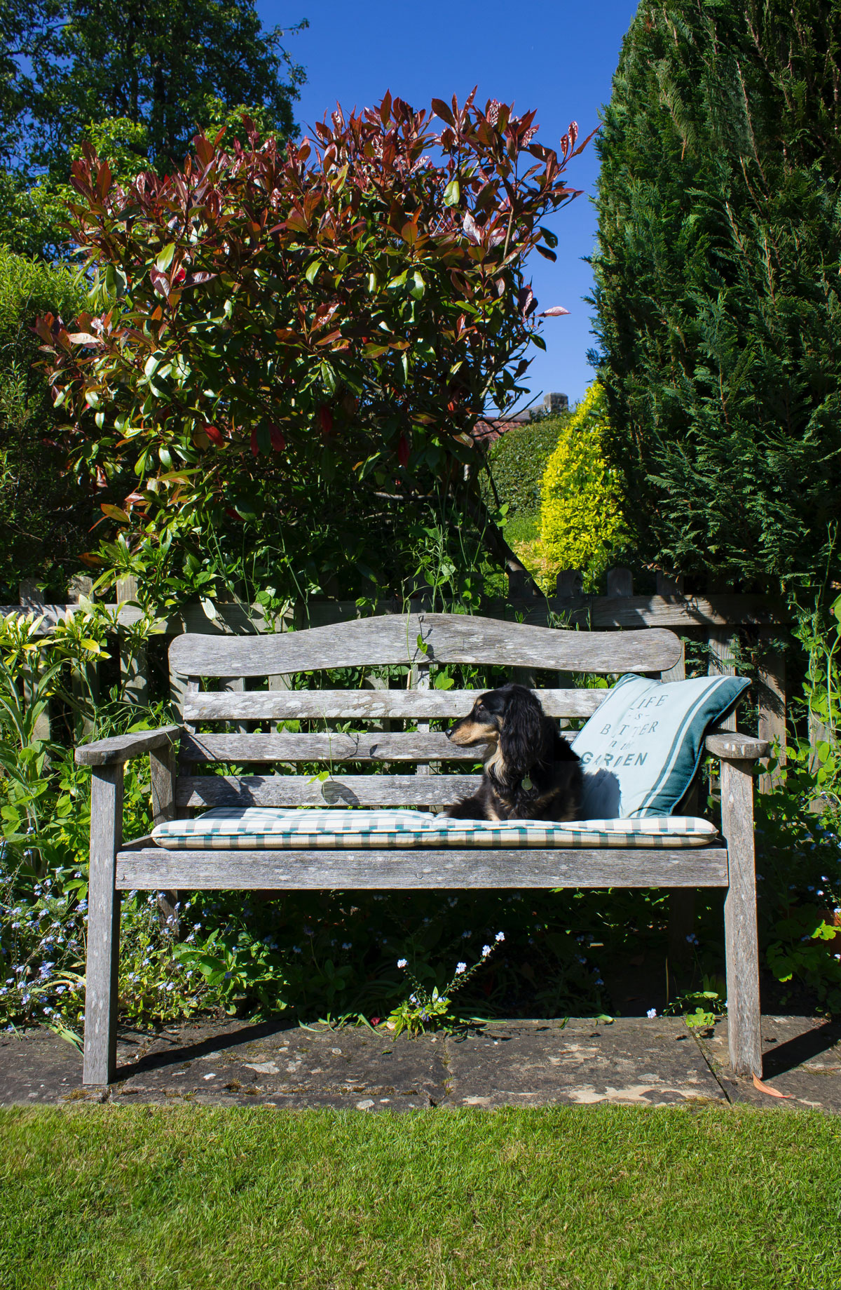 záhradná drevená lavička so psom