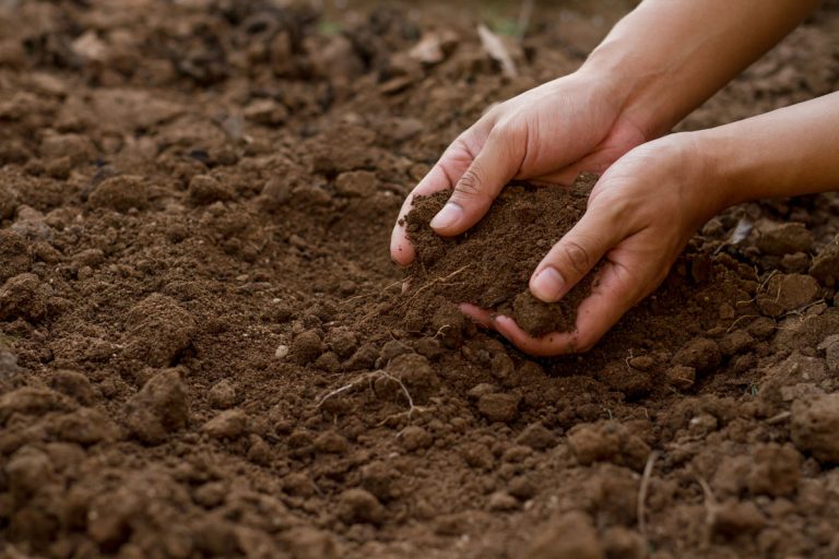 Hnojiť, či nehnojiť pôdu na jeseň? A môžeme do nej zapracovať opadané ovocie či pokosenú trávu?