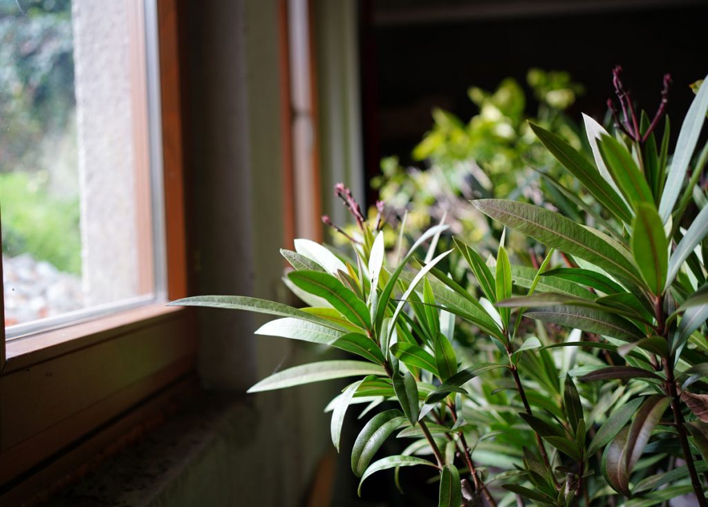 Mrazuvzdorný oleander je mýtus, no zazimovať ho neskôr mu prospeje. Čo radí skúsený pestovateľ?