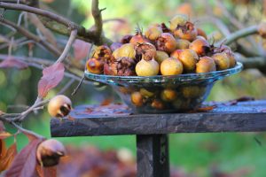 Toto neobvyklé ovocie môžete oberať až do novembra. Chcete ho pestovať aj vy?